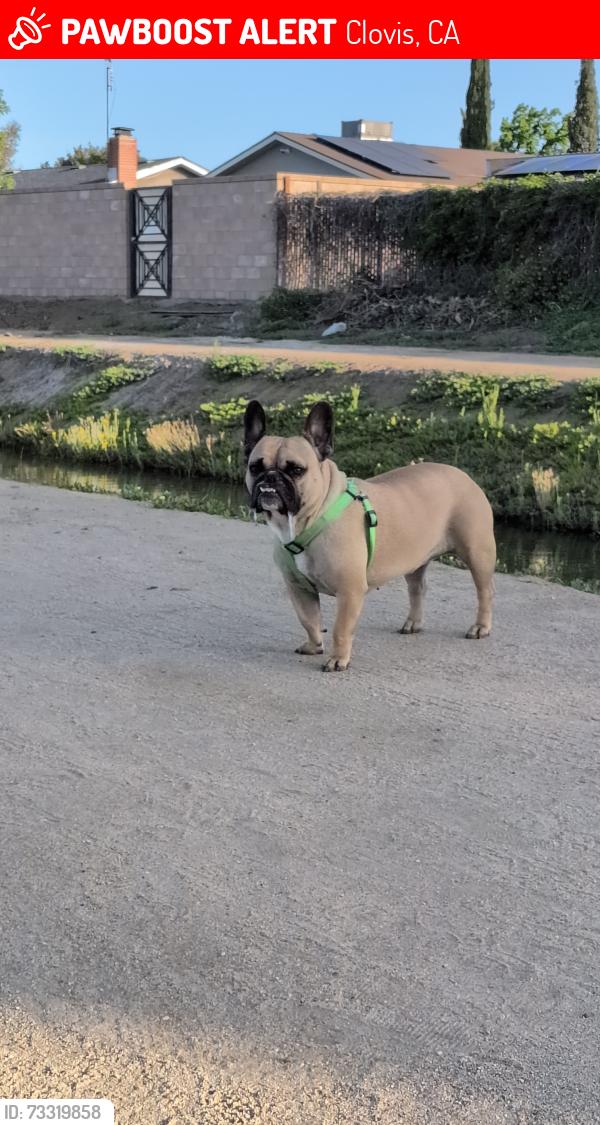 Lost Female Dog last seen Ashlan & minewawa Park, Clovis, CA 93612