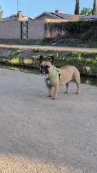 Lost Female Dog last seen Ashlan & minewawa Park, Clovis, CA 93612