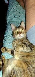 Reunited Female Cat last seen Lindsey and Pueblo, Mesa, AZ 85204