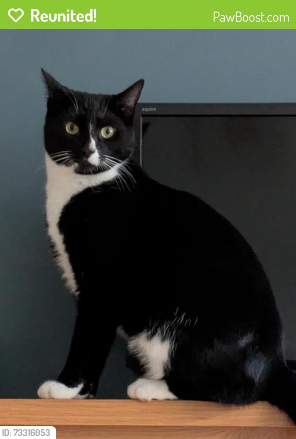 Reunited Male Cat last seen Cherrybank road, Merrylee, Glasgow City, Scotland 