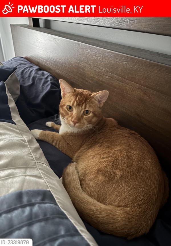 Lost Male Cat last seen Sunny slope crossing subdivision, Louisville, KY 40299