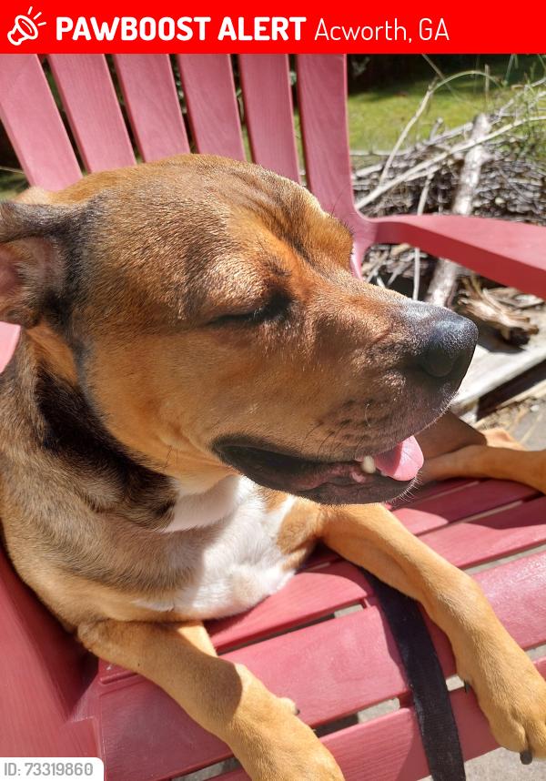 Lost Male Dog last seen Lake Acworth Drive, Acworth, GA 30101
