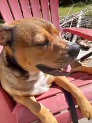 Lost Male Dog last seen Lake Acworth Drive, Acworth, GA 30101