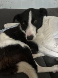 Reunited Female Dog last seen Near glencreagh park, bt6, Belfast, Northern Ireland 
