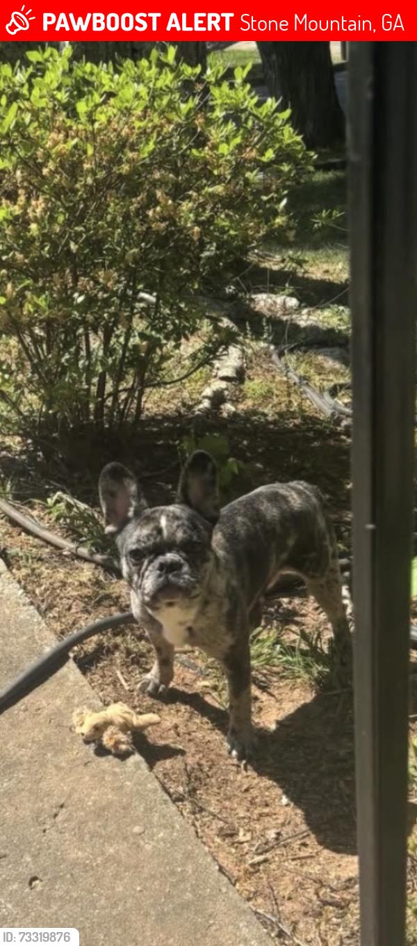 Lost Male Dog last seen Stonebridge ct, Stone Mountain, GA 30083