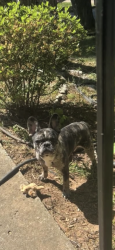 Lost Male Dog last seen Stonebridge ct, Stone Mountain, GA 30083