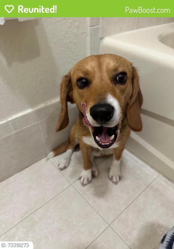 Reunited Male Dog last seen 17361–17399 NW 69th Ct Hialeah, FL 33015 United States, Country Club, FL 33015