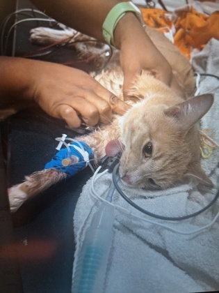 Shelter Stray Unknown Cat last seen Near Perry Blvd NW, Atlanta, GA, 1251 Fulton Industrial Blvd NW, Atlanta, GA 30336, USA