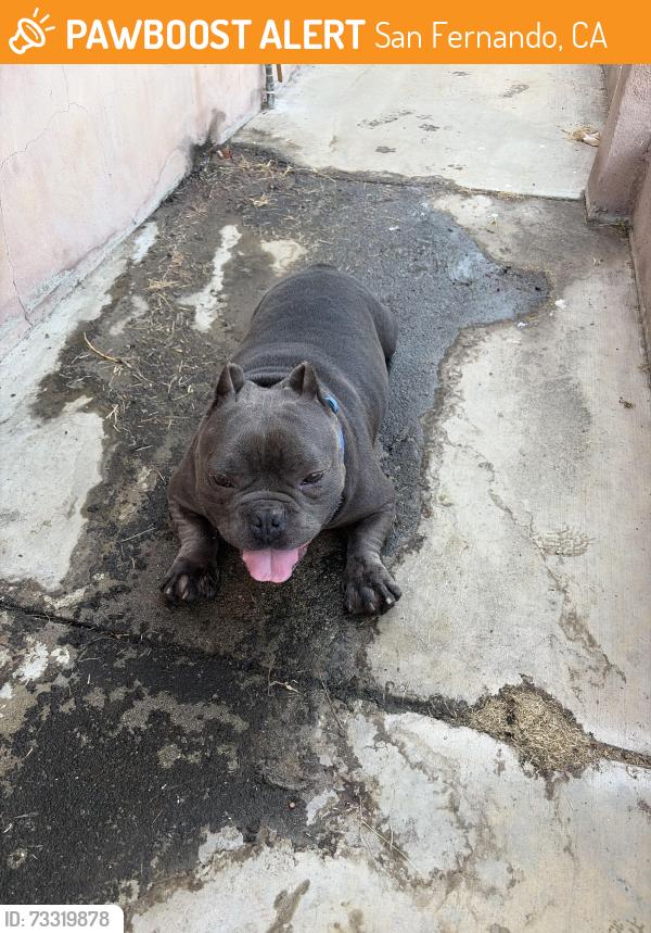 Found/Stray Male Dog last seen S workman st, San Fernando, CA 91340