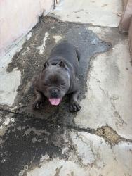 Found/Stray Male Dog last seen S workman st, San Fernando, CA 91340