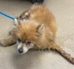 Shelter Stray Female Dog last seen Near Peachtree Blvd STE 920, Chamblee, GA 30341, 30341, GA, 3280 Chamblee Dunwoody Rd, Chamblee, GA 30341, USA
