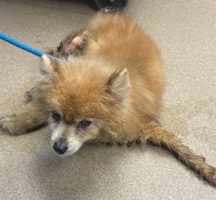 Shelter Stray Female Dog last seen Near Peachtree Blvd STE 920, Chamblee, GA 30341, 30341, GA, 3280 Chamblee Dunwoody Rd, Chamblee, GA 30341, USA