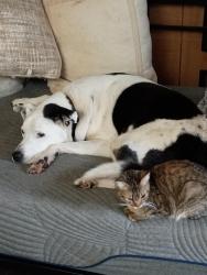 Reunited Male Cat last seen Cedar avenue., Elizabethton, TN 37643