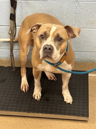 Shelter Stray Male Dog last seen Near Live Oak Terrace Lithonia, GA 30058, 30058, GA, 3280 Chamblee Dunwoody Rd, Chamblee, GA 30341, USA