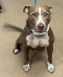 Shelter Stray Female Dog last seen Near PANOLA ROAD, 30038, GA, 3280 Chamblee Dunwoody Rd, Chamblee, GA 30341, USA