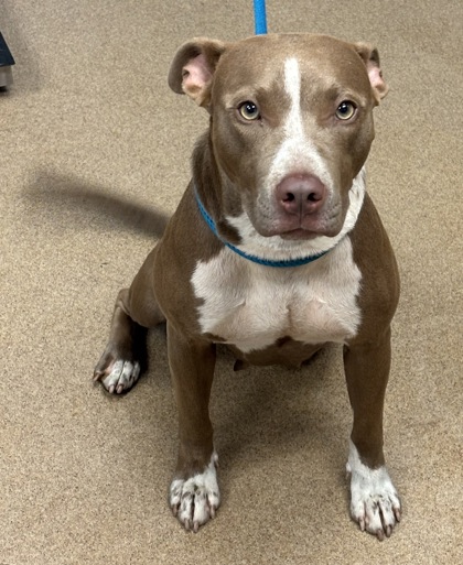 Shelter Stray Female Dog last seen Near PANOLA ROAD, 30038, GA, 3280 Chamblee Dunwoody Rd, Chamblee, GA 30341, USA