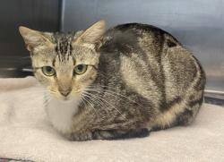 Shelter Stray Female Cat last seen Near S Hairston Road, 30035, GA, 3280 Chamblee Dunwoody Rd, Chamblee, GA 30341, USA