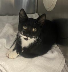 Shelter Stray Female Cat last seen Near S Hairston Road, 30035, GA, 3280 Chamblee Dunwoody Rd, Chamblee, GA 30341, USA