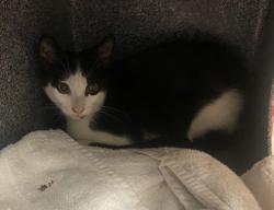 Shelter Stray Unknown Cat last seen Near S Hairston Road, 30035, GA, 3280 Chamblee Dunwoody Rd, Chamblee, GA 30341, USA