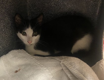 Shelter Stray Unknown Cat last seen Near S Hairston Road, 30035, GA, 3280 Chamblee Dunwoody Rd, Chamblee, GA 30341, USA