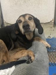 Shelter Stray Male Dog last seen intersection of Bon Secour Ave. and Woods Ave., Fairhope Animal Control Jurisdiction, AL, 555 S Section St, Fairhope, AL 36532, USA