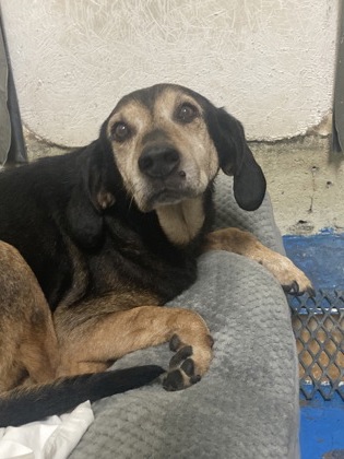 Shelter Stray Male Dog last seen intersection of Bon Secour Ave. and Woods Ave., Fairhope Animal Control Jurisdiction, AL, 555 S Section St, Fairhope, AL 36532, USA