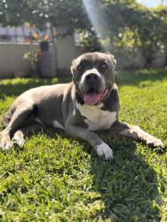 Reunited Female Dog last seen Nelson Ave, La Puente, CA 91744