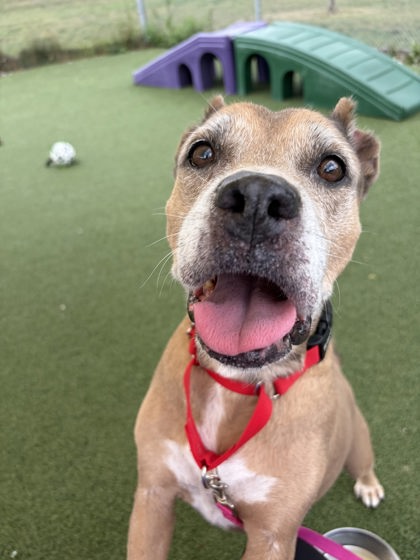 Shelter Stray Female Dog last seen Near Spokane, 2nd District, OH, 9203 Detroit Ave, Cleveland, OH 44102, USA