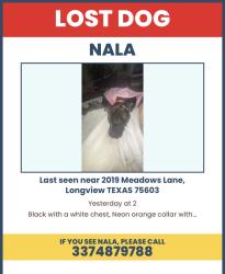 Lost Female Dog last seen Rolling meadows pet, Longview, TX 75603