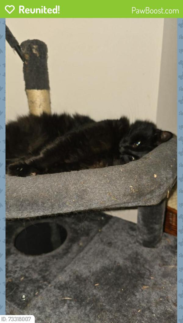 Reunited Male Cat last seen Ash Way, Lake Stickney, WA 98087