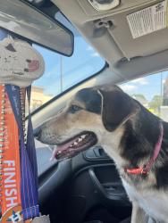 Found/Stray Unknown Dog last seen Lent’s family park east, Houston, TX 77090