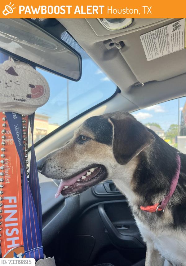 Found/Stray Unknown Dog last seen Lent’s family park east, Houston, TX 77090