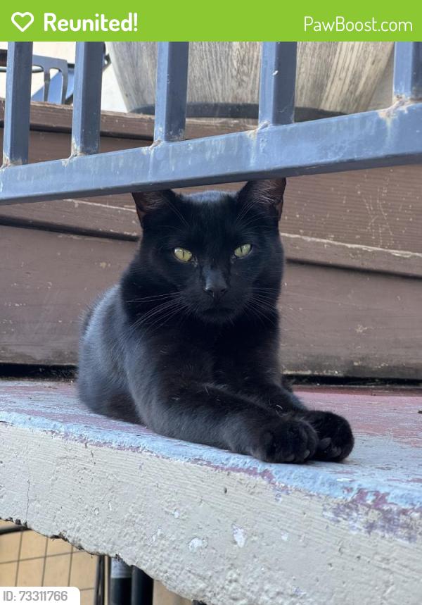 Reunited Male Cat last seen Near Outlook Ave, Oakland, CA 94605, USA, Oakland, CA 94605