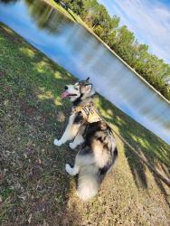 Reunited Male Dog last seen Spirited circle, St. Cloud, FL 34772