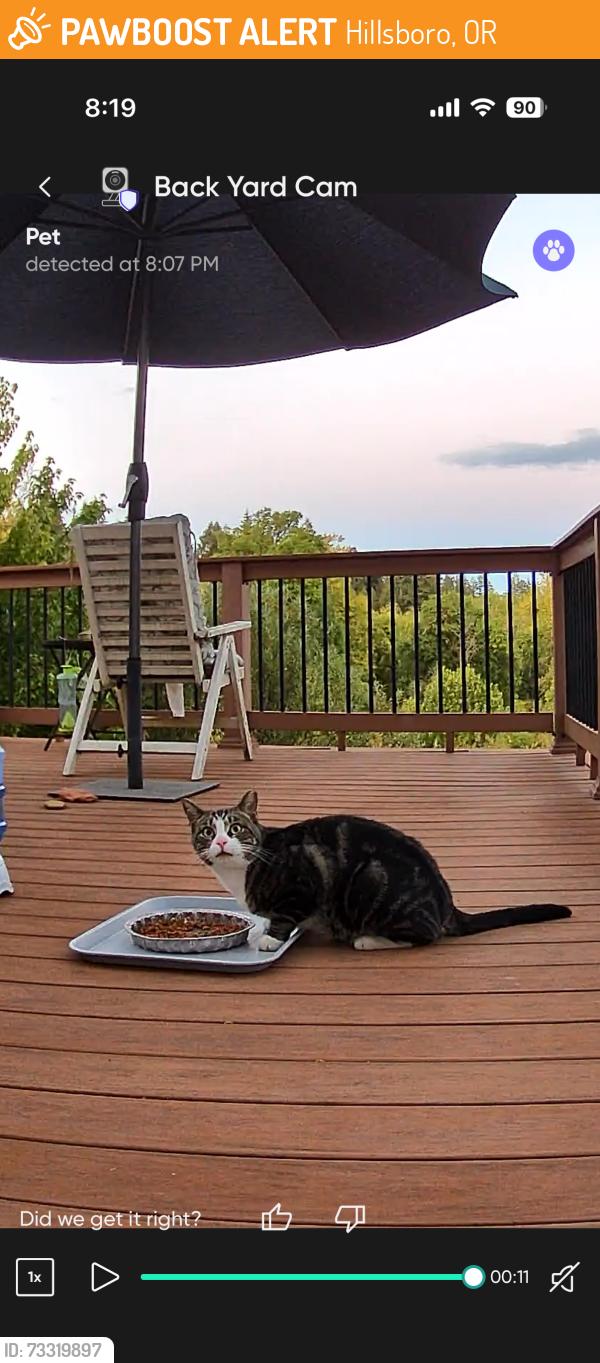 Found/Stray Unknown Cat last seen Avamere, Hillsboro, OR 97123
