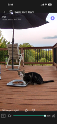 Found/Stray Unknown Cat last seen Avamere, Hillsboro, OR 97123
