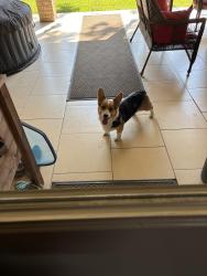 Reunited Female Dog last seen Rumfield Rd and Precinct line road, North Richland Hills, TX 76182