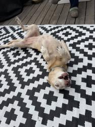 Found/Stray Female Dog last seen Omega ave, Castro Valley, CA 94546