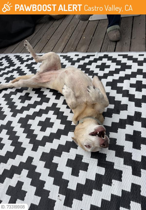 Found/Stray Female Dog last seen Omega ave, Castro Valley, CA 94546