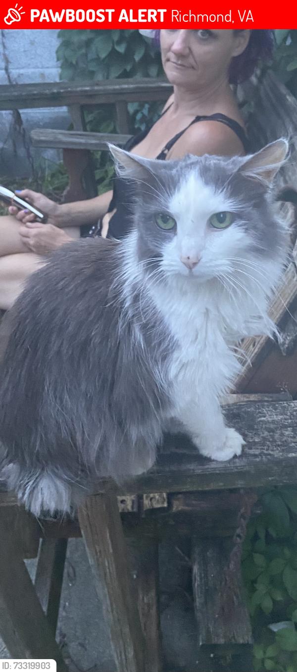 Lost Female Cat last seen Henry, Richmond, VA 23220