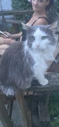 Lost Female Cat last seen Henry, Richmond, VA 23220