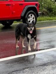 Reunited Male Dog last seen between sterling and griffin, Hollywood, FL 33312