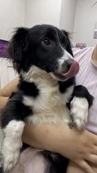 Reunited Female Dog last seen Near Environs Blvd, Pine Hills, FL 32818