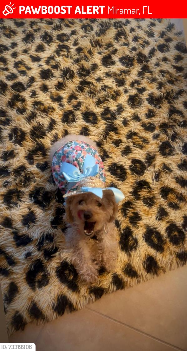 Lost Female Dog last seen Viscaya, Miramar, FL 33027