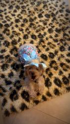 Lost Female Dog last seen Viscaya, Miramar, FL 33027