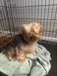 Reunited Female Dog last seen Winnipauk Area, Norwalk, CT 06851