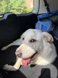 Reunited Male Dog last seen 62nd St & Main, Kansas City, MO 64113