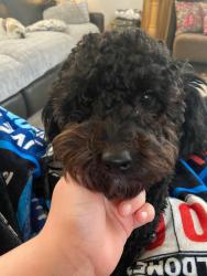 Reunited Male Dog last seen Chestnut and Academy, Carnegie, PA 15106
