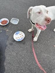 Found/Stray Male Dog last seen Koch Ln and Almaden Expy, San Jose, CA 95125