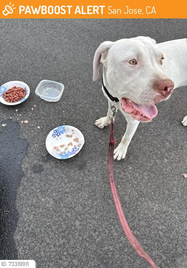 Found/Stray Male Dog last seen Koch Ln and Almaden Expy, San Jose, CA 95125